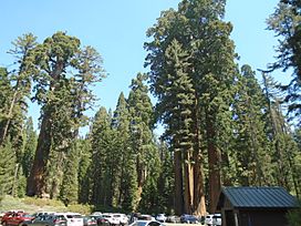 General Grant Tree Area.jpg