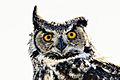 Great Horned Owl