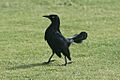 Greater Antillean Grackle in PR