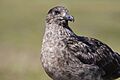 Große Raubmöwe (Stercorarius skua) auf Handa Island