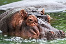 Hippo memphis.jpg