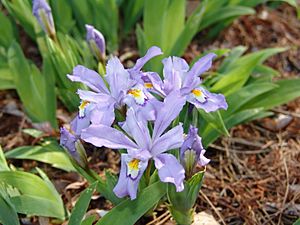 Iris cristata 'Eco Bluebird' (3455977784)