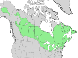 Larix laricina range map 3.png