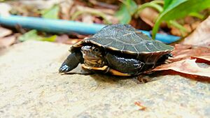 Little Gal-ibba (Melanochelys trijuga).jpg