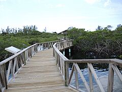 LucayanNationalParkBoardwalk