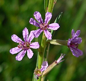 Lythrum californicum 4.jpg