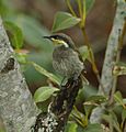 Mangrove Honeyeater Decept.Bay Dec06