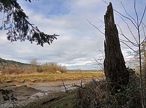 Medicine Creek Treaty Tree