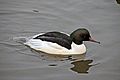 Mergus merganser -Sandwell -England -male-8