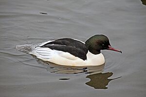 Mergus merganser -Sandwell -England -male-8.jpg