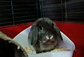 Miniature Lop2 - Grey