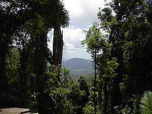 Mt warning path