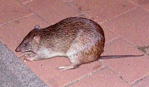 Northern Brown Bandicoot.jpg