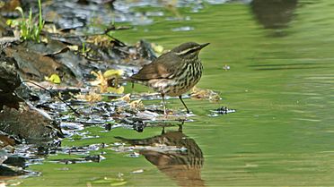 Northern Waterthrush (8434446638)