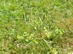 Oxalis stricta0