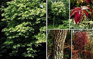 Oxydendrum arboreum.jpg