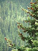 Picea engelmannii foliage cones