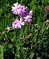 Primula farinosa ENBLA02