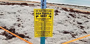 Protected turtle nesting area I