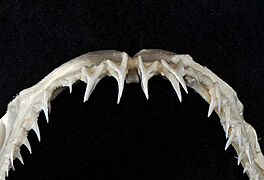 Pseudocarcharias kamoharai upper teeth