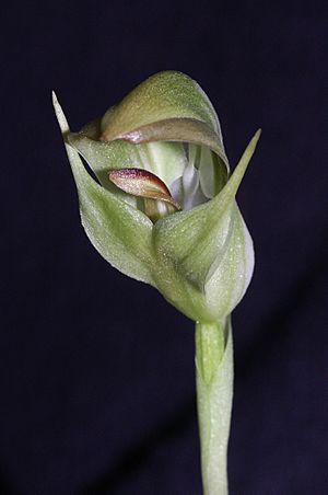 Pterostylis curta 190303.jpg