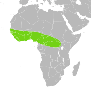 Python regius distribution.svg