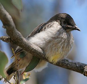 Red Wattlebird chick