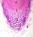 Root-tip-tag