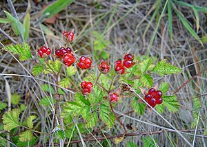 Rubus parvifolius fruit.jpg