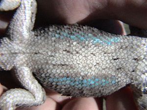 Sceloporus olivaceus belly