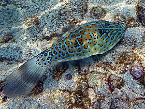 Scribbled filefish2