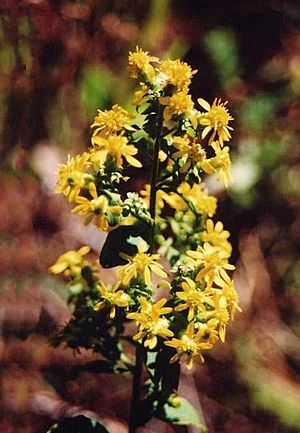 Solidago villosicarpa.jpg