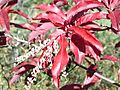 Sourwood in autumn (foliage closeup)