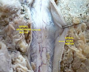 Spinal dura mater 1