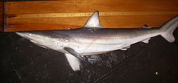 Spinner shark nmfs