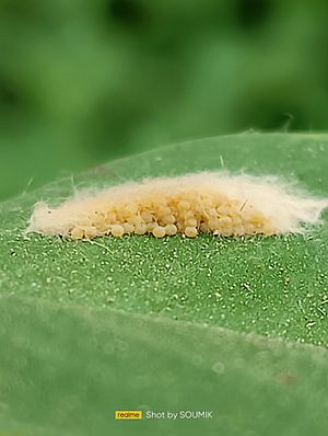 Spodoptera litura eggs