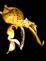 Stanhopea wardii Orchi 01