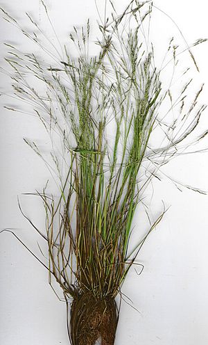 Starr 020508-9002 Agrostis avenacea.jpg