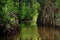 Tacarigua Lagoon, Miranda State, Venezuela