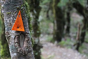 Tararua Range, New Zealand (15)