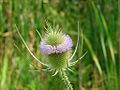 Teasel Ottawa