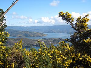 Ulex landscape