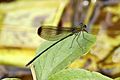 Vestalis apicalis submontana