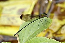 Vestalis apicalis submontana