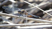 Young Male Orthetrum boumiera (49698315336)