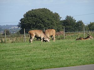 Aa knowsley 2elandsfighting