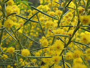 Acacia euthycarpa.jpg