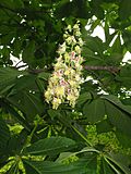 Aesculus turbinata 7.JPG