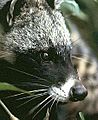 African civet