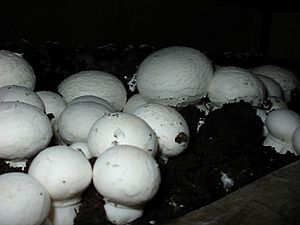 Agaricus bisporus mushroom